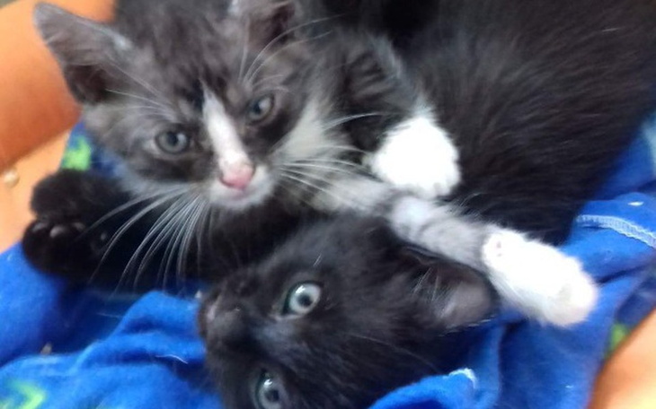 Zbiórka Kocie maluszki spod Tesco - zdjęcie główne