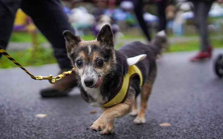 Mały pies na smyczy, radosny i pełen energii.