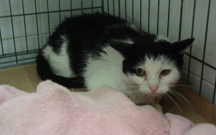 Zbiórka Kotka z podejrzeniem białaczki - zdjęcie główne