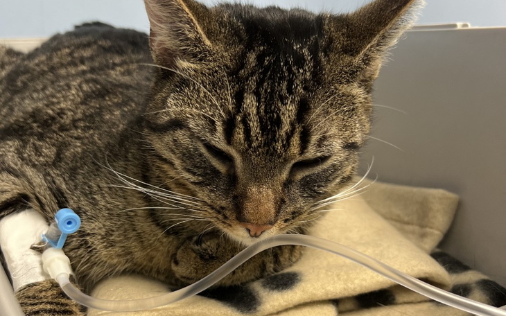 Zbiórka Wspólnie uratujemy Bubusia - zdjęcie główne