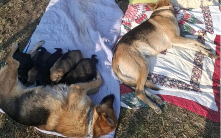 Dwie suczki leżące na kocach z szczeniętami.