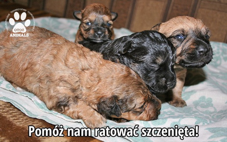 Zbiórka Ogrzewany kontener dla szczeniąt - zdjęcie główne