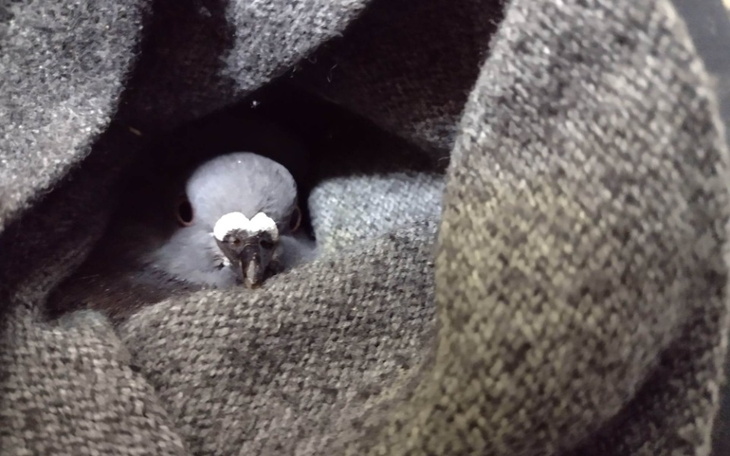 Gołąb schowany w ciepłym swetrze, szuka schronienia.