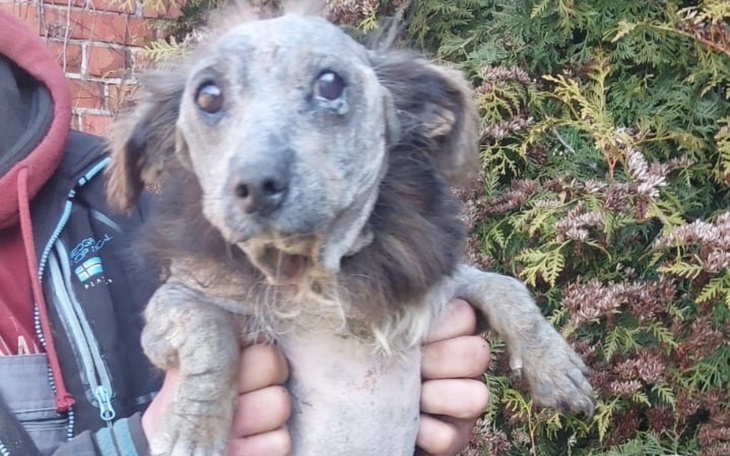 Pies trzymany na rękach, z wyraźnymi oznakami zaniedbania.