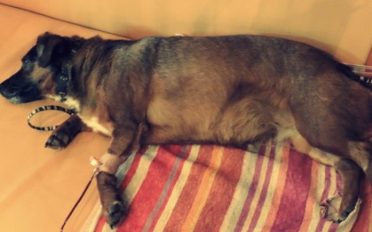 Pies leżący na kanapie, odpoczywający po zabawie.