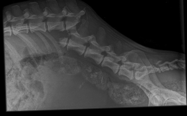 Zbiórka Pies ze złamanym kręgosłupem - zdjęcie główne