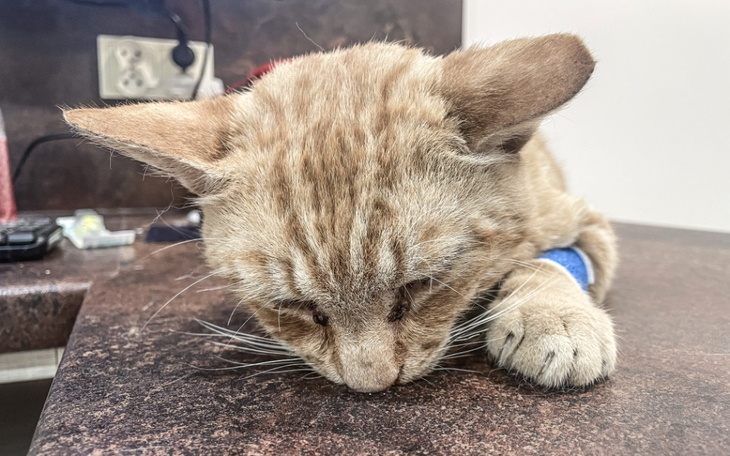 Zbiórka Cierpiący Rysiu błaga o pomoc - zdjęcie główne