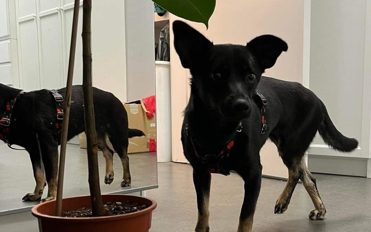 Zbiórka Operacja i rehabilitacja Felki - zdjęcie główne