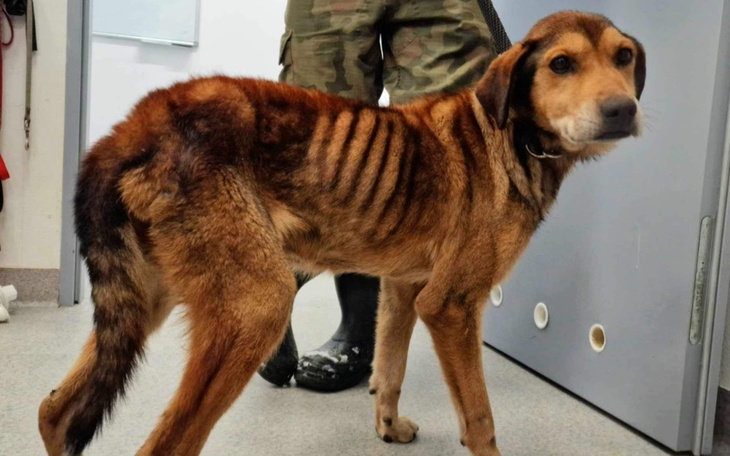 Zbiórka Ratujemy Ribo - zdjęcie główne