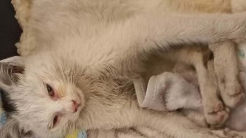 Zbiórka Filemonek chce dorosnąć - miniaturka zdjęcia