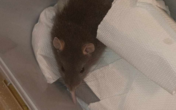 Zbiórka Ratujmy Bellę - zdjęcie główne