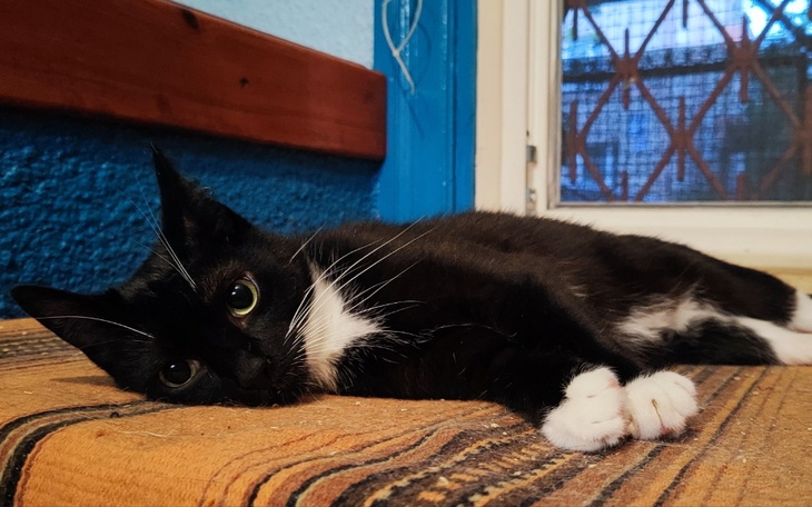 Czarny kot leżący na kanapie, z wyrazem zrelaksowania.