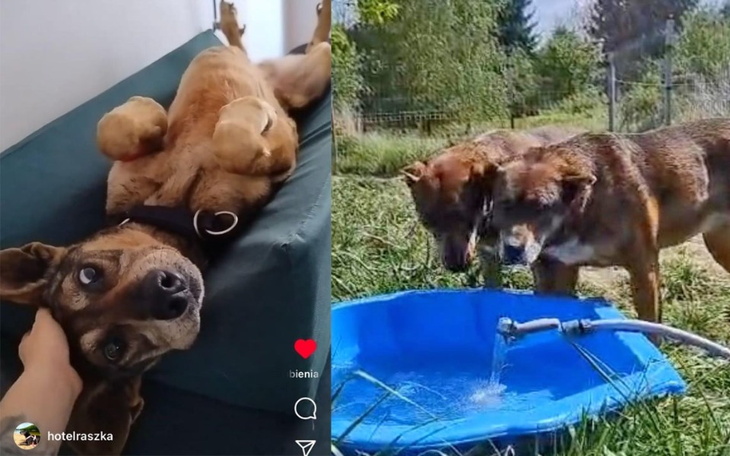 Zbiórka Trzy bezdomne psy - zdjęcie główne