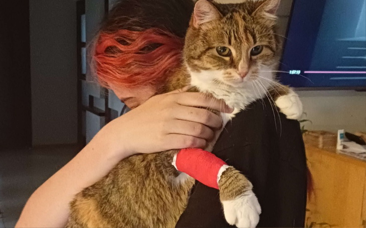 Zbiórka Ratujemy Kocicę Krystynę - zdjęcie główne