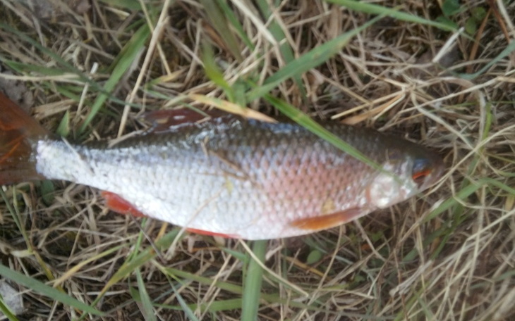 Zbiórka mikrofon do yt - zdjęcie główne