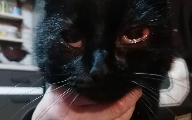 Zbiórka Murzynek prosi ma chore oczka - zdjęcie główne