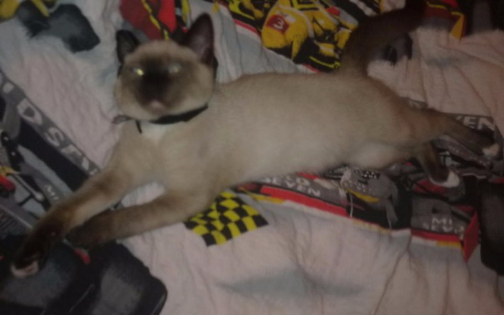 Zbiórka Misiek potrzebuje pomocy - zdjęcie główne