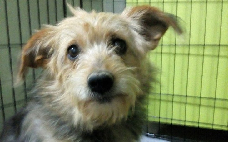 Zbiórka Tafi z lasu i jej dzieci - zdjęcie główne