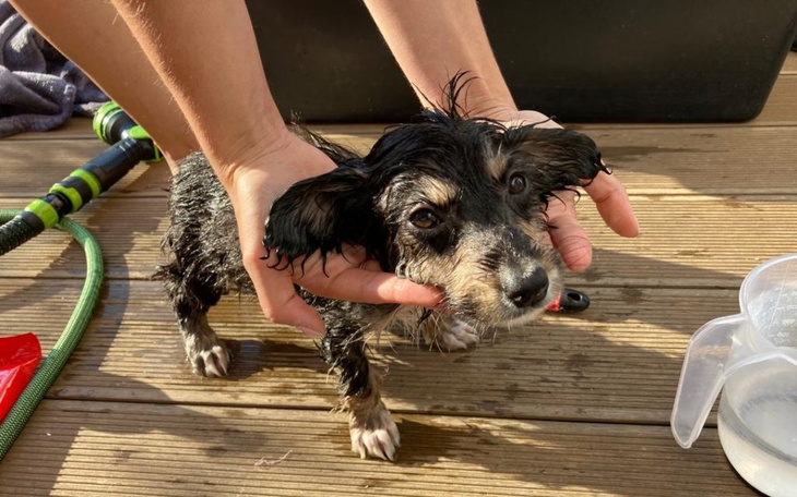 Zbiórka Bambi - na nowy lepszy start - zdjęcie główne