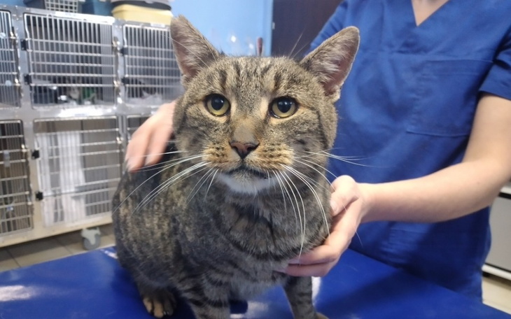 Zbiórka Kocurek Ryś - zdjęcie główne