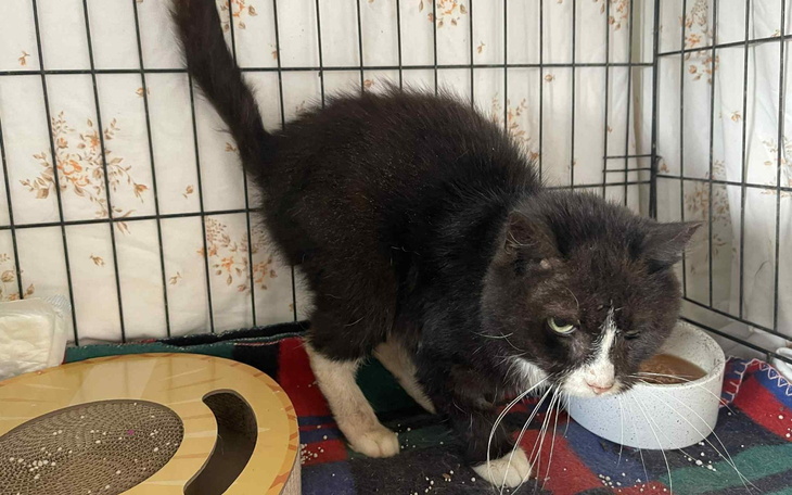 Czarny kot w klatce, z białymi łatami, przy misce z jedzeniem.