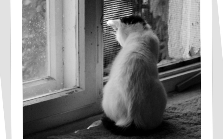 Biały kot siedzący przy oknie, obserwujący świat.