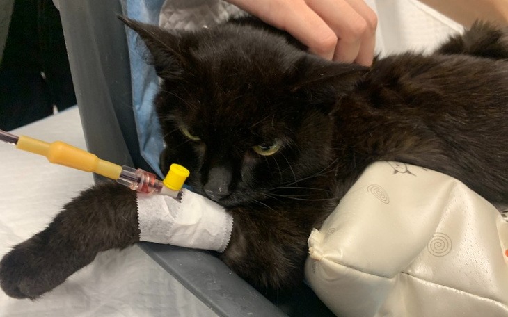 Zbiórka Mikotka walczy z FELV - zdjęcie główne