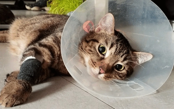 Zbiórka Paput ma 5 lat, walczy o zdrowie - zdjęcie główne