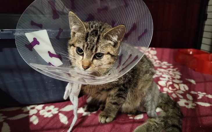 Zbiórka Składamy Jarzębinkę - zdjęcie główne