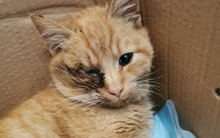 Zbiórka Rehabilitacja, dalsze leczenie - zdjęcie główne