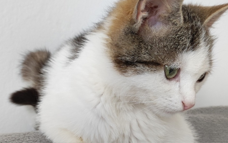 Zbiórka Kotka potrzebuje waszej pomocy - zdjęcie główne