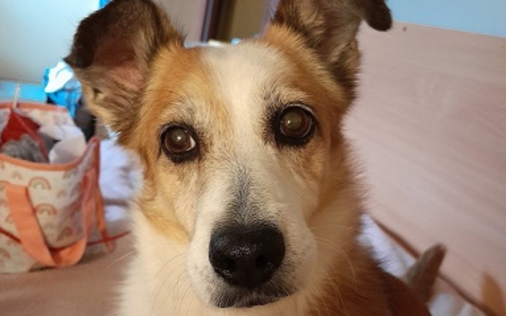 Zbiórka Operacja i leczenie Ziwusi - zdjęcie główne