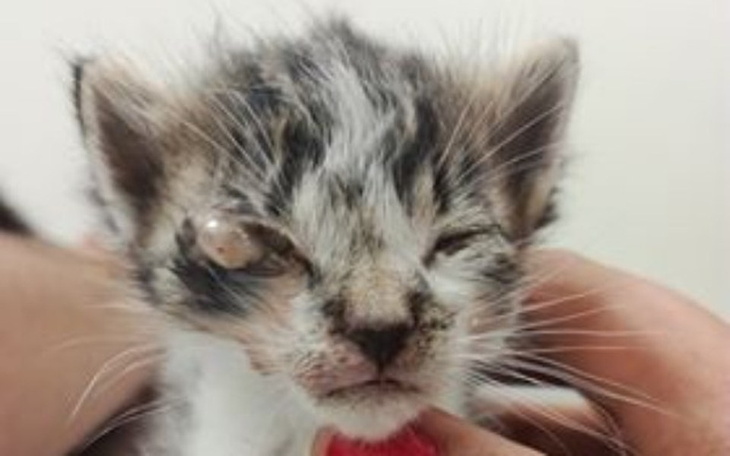 Zbiórka Tragedia kocich maleństw. - zdjęcie główne