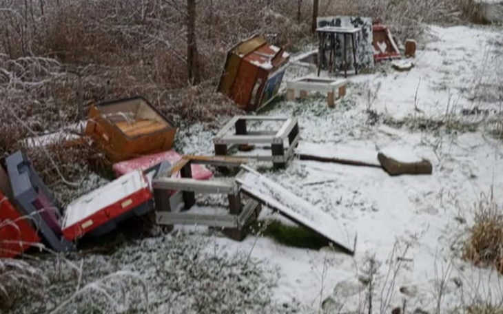 Zbiórka Pomóż ratować pszczoły - zdjęcie główne