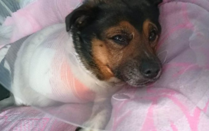 Zbiórka Operacja Tosi po wypadku - zdjęcie główne