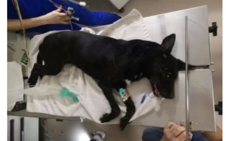 Zbiórka Suczka Zizi walczy o życie - zdjęcie główne