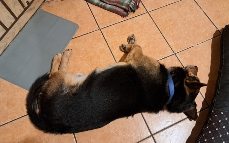 Zbiórka Leczenie Plata - zdjęcie główne