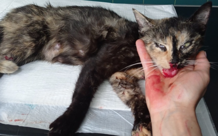 Zbiórka Połamana szczęka Sisi - zdjęcie główne