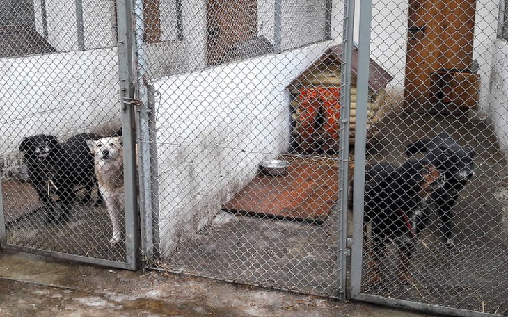 Zbiórka Pomóżmy zwierzakom w schronisku - zdjęcie główne