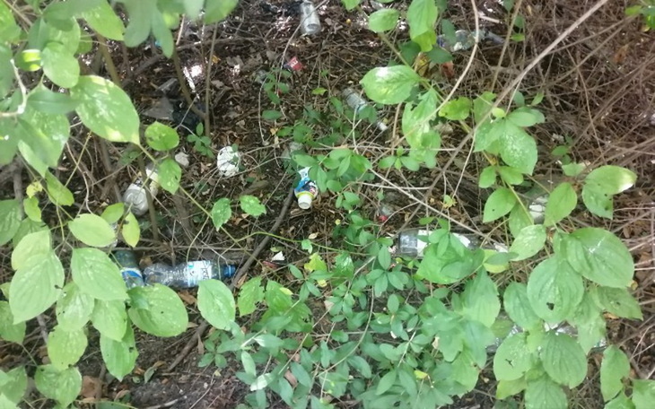 Zbiórka Wolontariat Czyste Lasy - zdjęcie główne