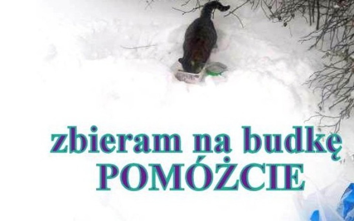 Zbiórka Zbieramy na budki dla kotków - zdjęcie główne