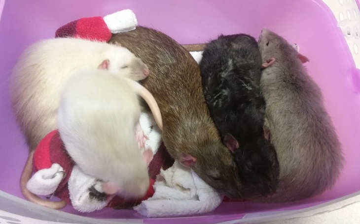 Zbiórka Basia, Matylda i Dumboś Agouti - zdjęcie główne