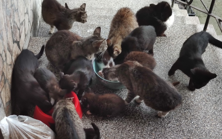 Zbiórka Koty z podwórka - zdjęcie główne