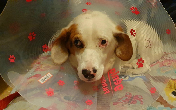 Daisy on her rescue day