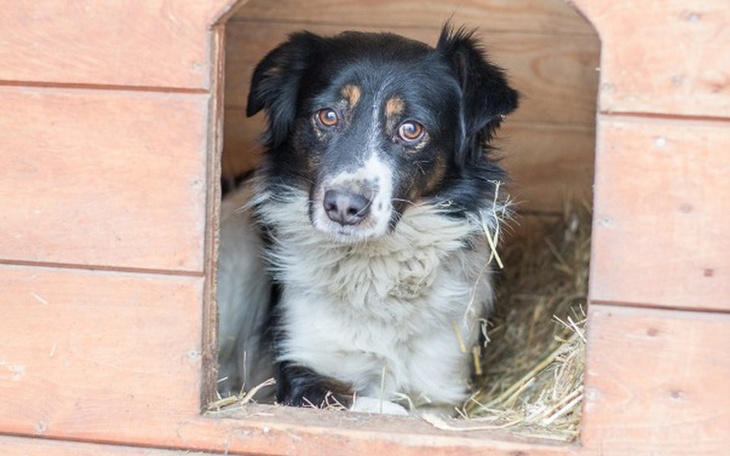 Zbiórka Ciepłe budy dla schroniska ! - zdjęcie główne