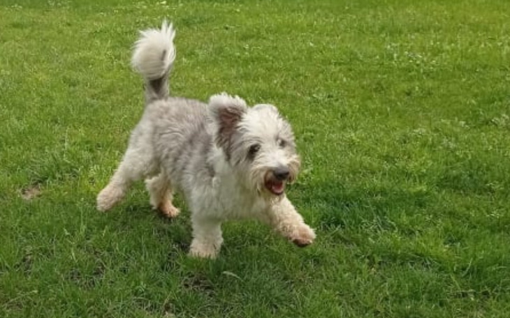 Zbiórka Pilna operacja dla Rumpelka - zdjęcie główne