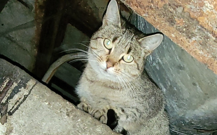 Zbiórka Sterylizacja kotków spod mostu - zdjęcie główne