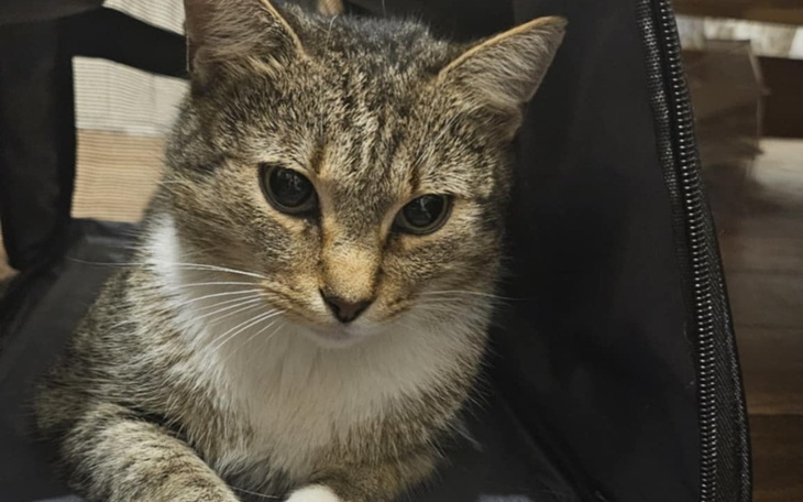 Zbiórka Pilna operacja kota Czesława - zdjęcie główne