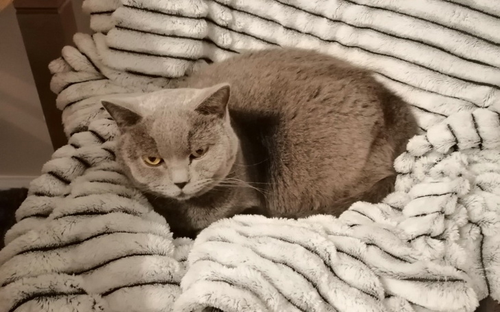 Zbiórka Pomóżcie nam uratować Caro - zdjęcie główne