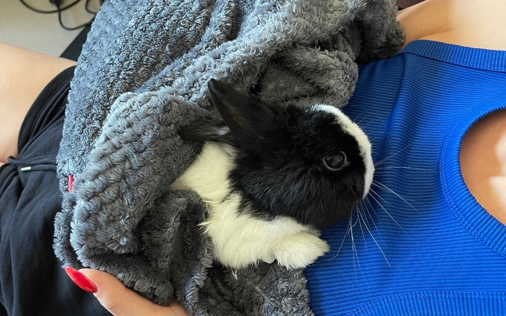 Zbiórka Gastrotomia i leczenie Krysi - zdjęcie główne